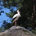 Walsrode (2021), Weltvogelpark (17/20)