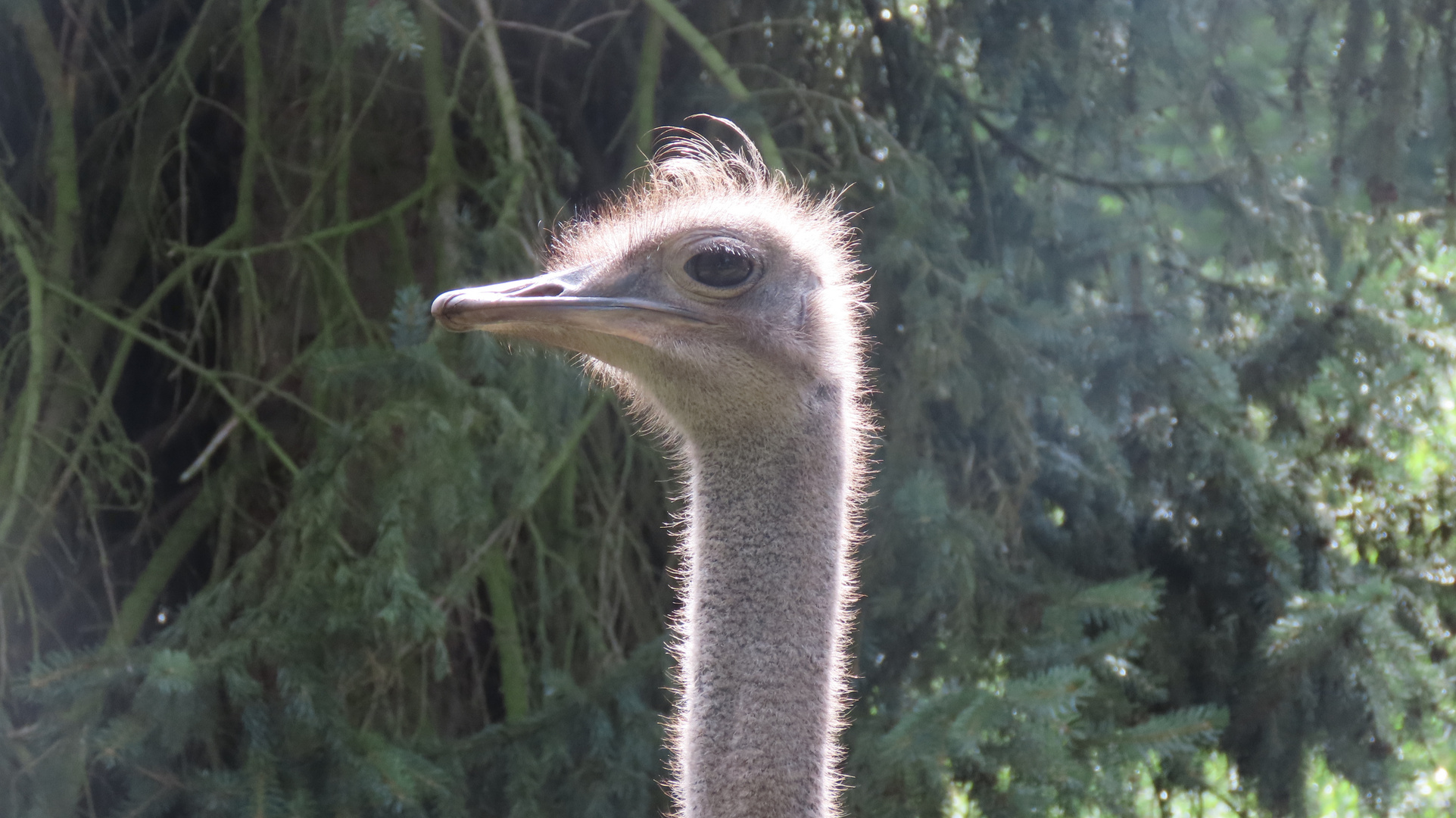 Walsrode (2021), Weltvogelpark (18/20)