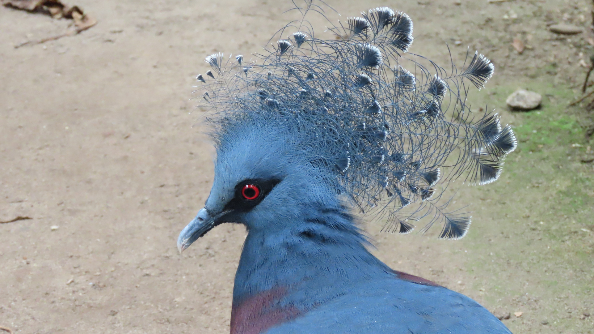 Walsrode (2021), Weltvogelpark (20/20)