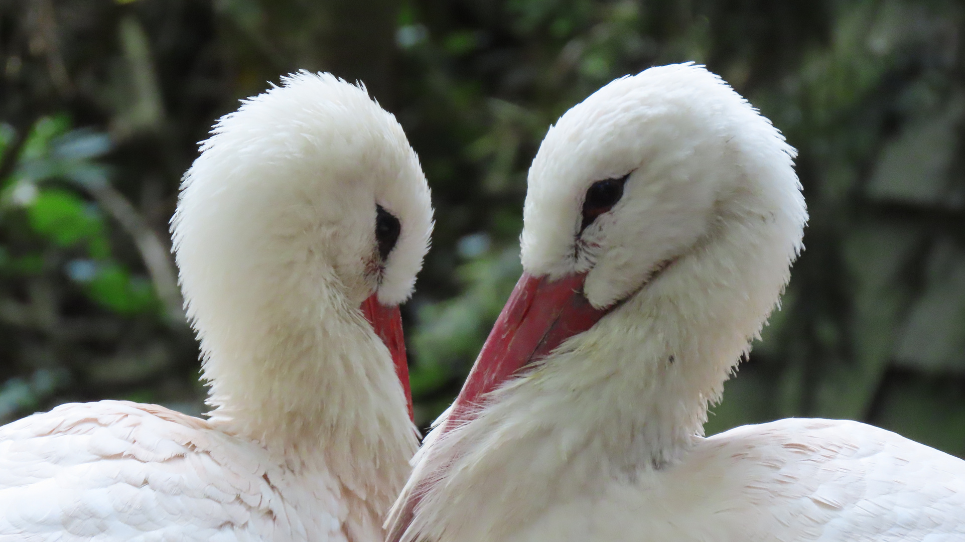 Walsrode (2021), Weltvogelpark (2/20)