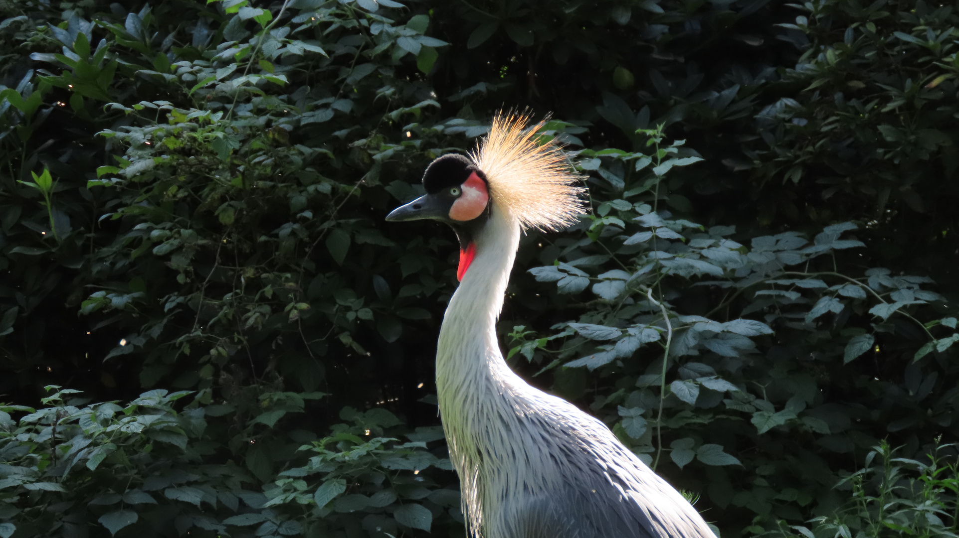 Walsrode (2021), Weltvogelpark (3/20)