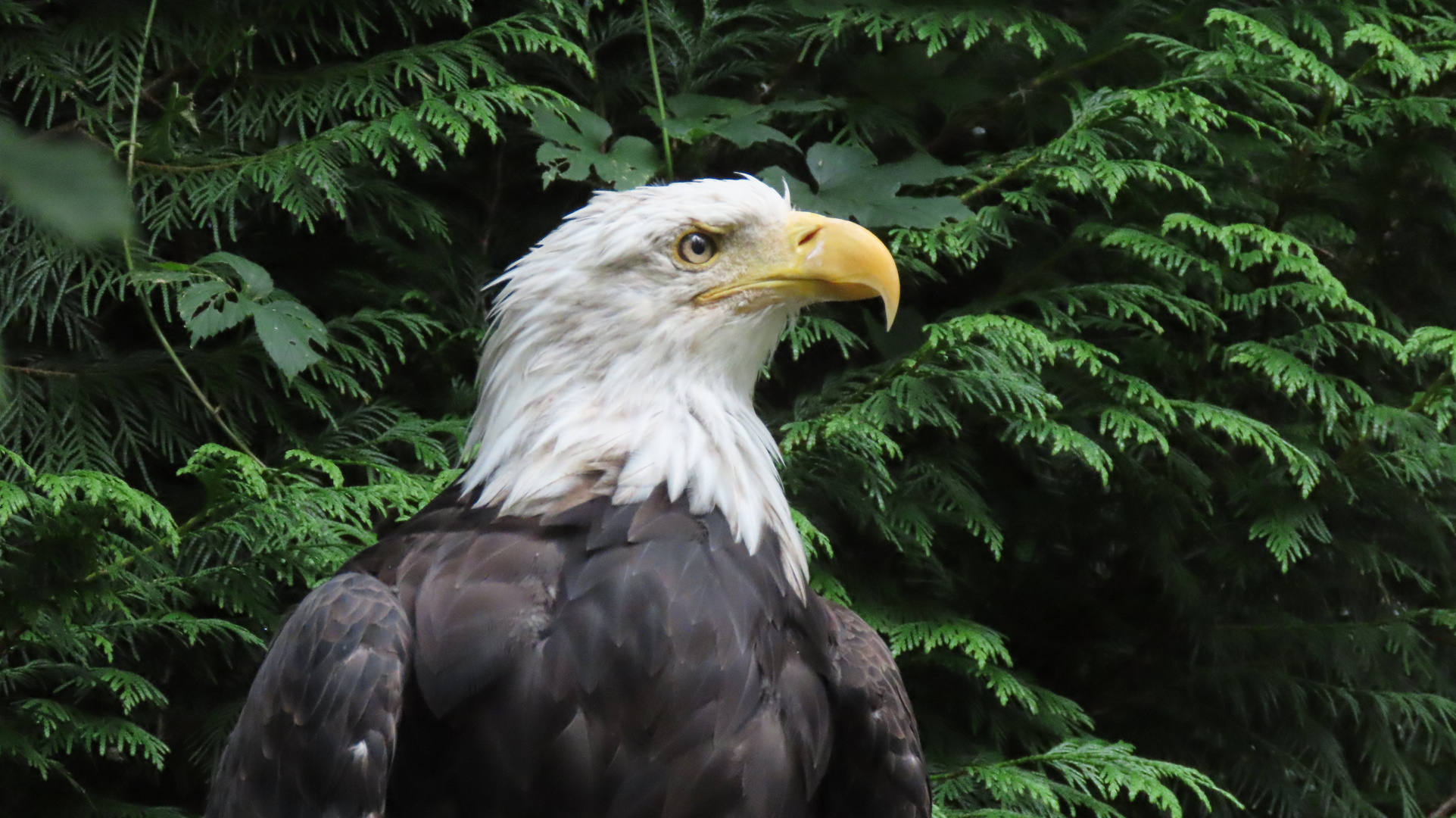 Walsrode (2021), Weltvogelpark (4/20)