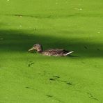 Walsrode (2021), Weltvogelpark (6/20)