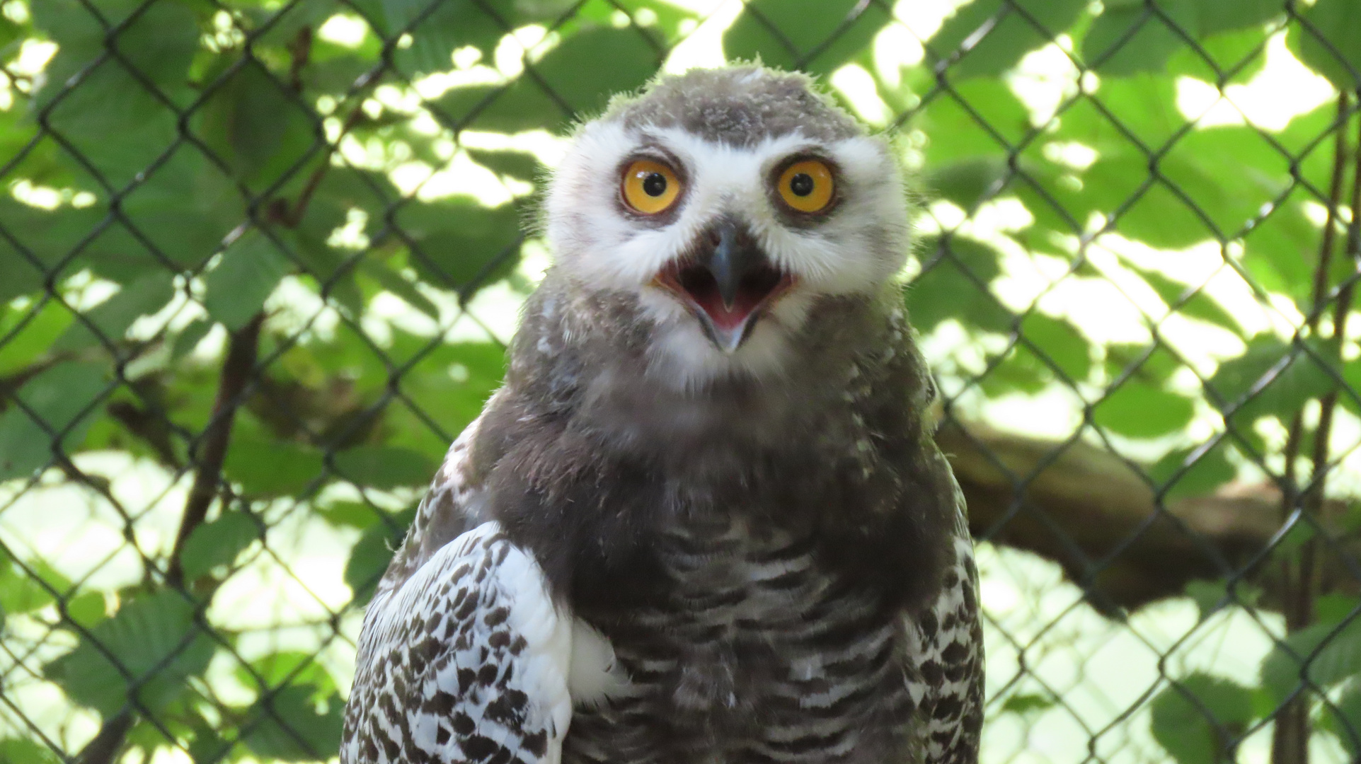 Walsrode (2021), Weltvogelpark (7/20)