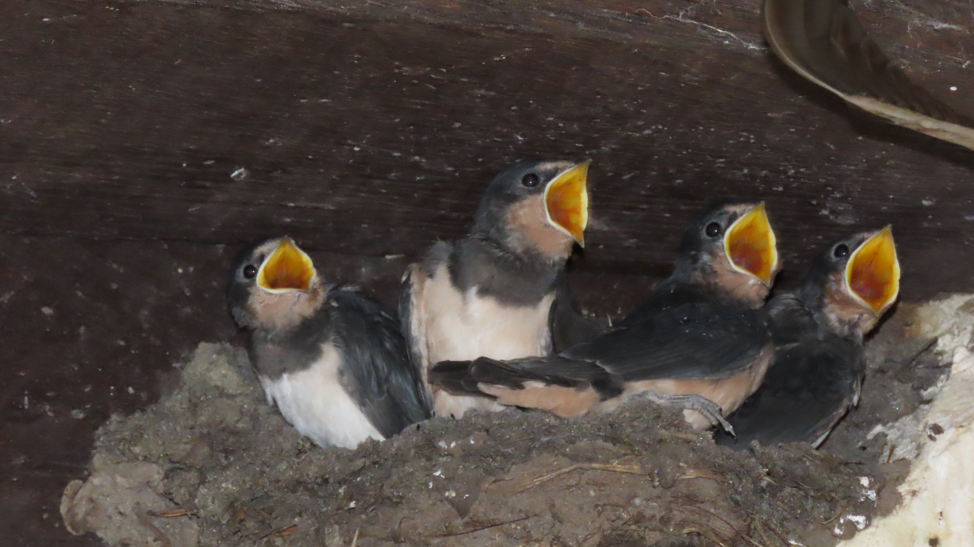 Walsrode (2021), Weltvogelpark (8/20)