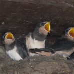 Walsrode (2021), Weltvogelpark (8/20)