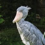 Walsrode (2021), Weltvogelpark (9/20)