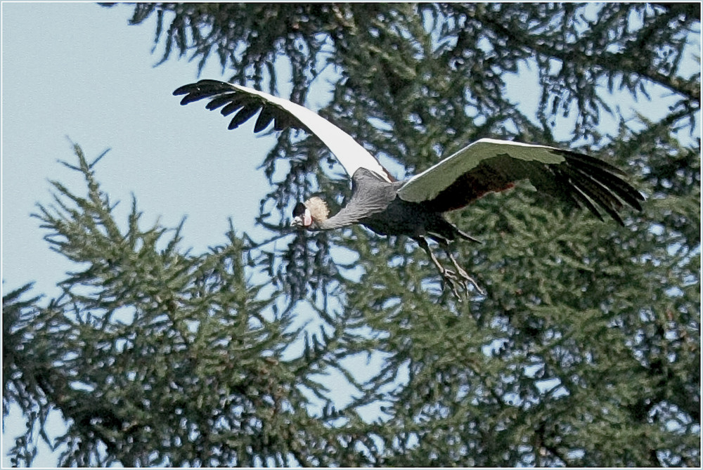 Walsrode Vogelpark 12