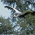 Walsrode Vogelpark 12