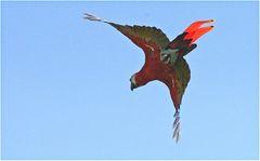 Walsrode Vogelpark 13