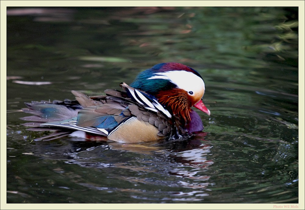 Walsrode Vogelpark 17