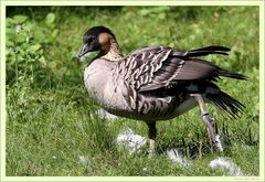 Walsrode Vogelpark 18