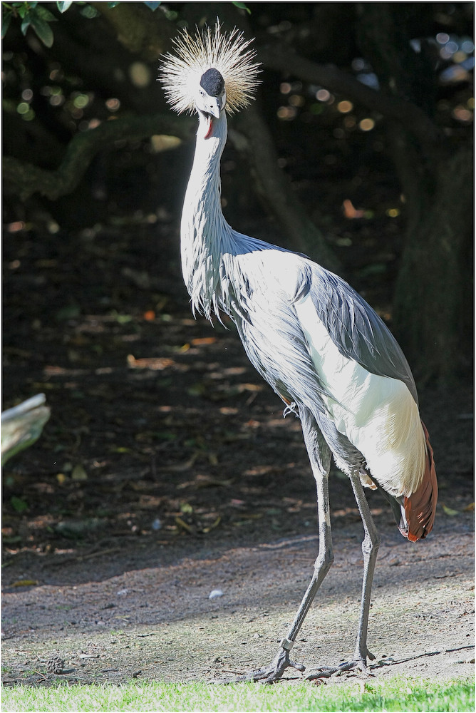 Walsrode Vogelpark 2