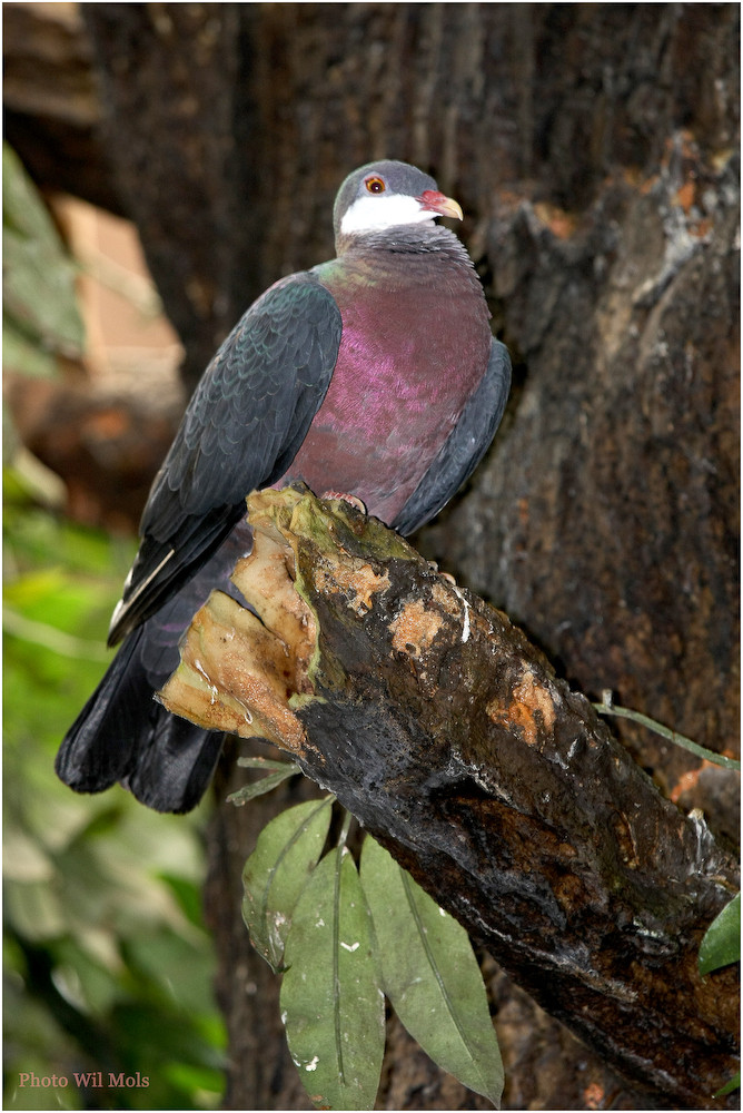 Walsrode Vogelpark 20