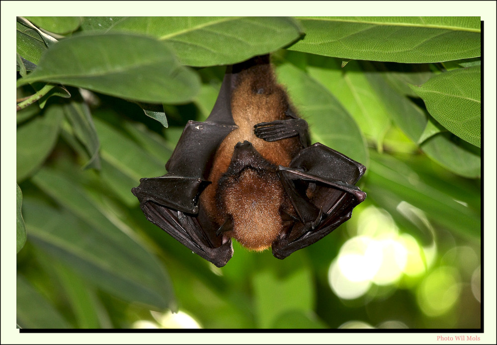 Walsrode Vogelpark 21