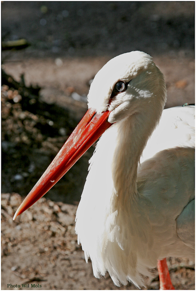 Walsrode Vogelpark 22