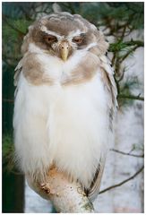 Walsrode Vogelpark 24