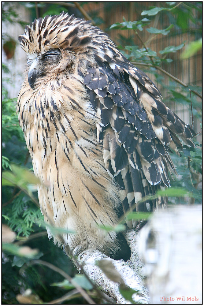 Walsrode Vogelpark 25