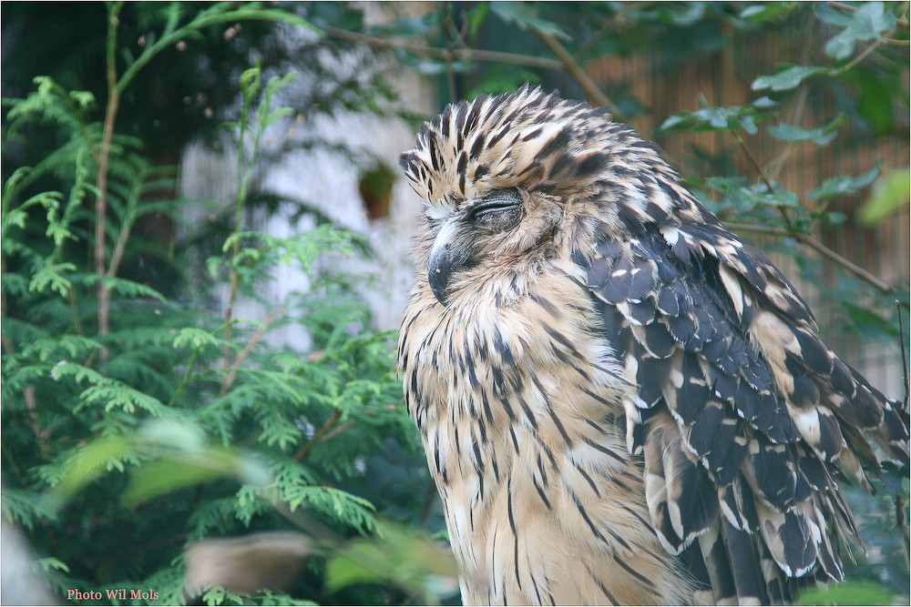 Walsrode Vogelpark 26