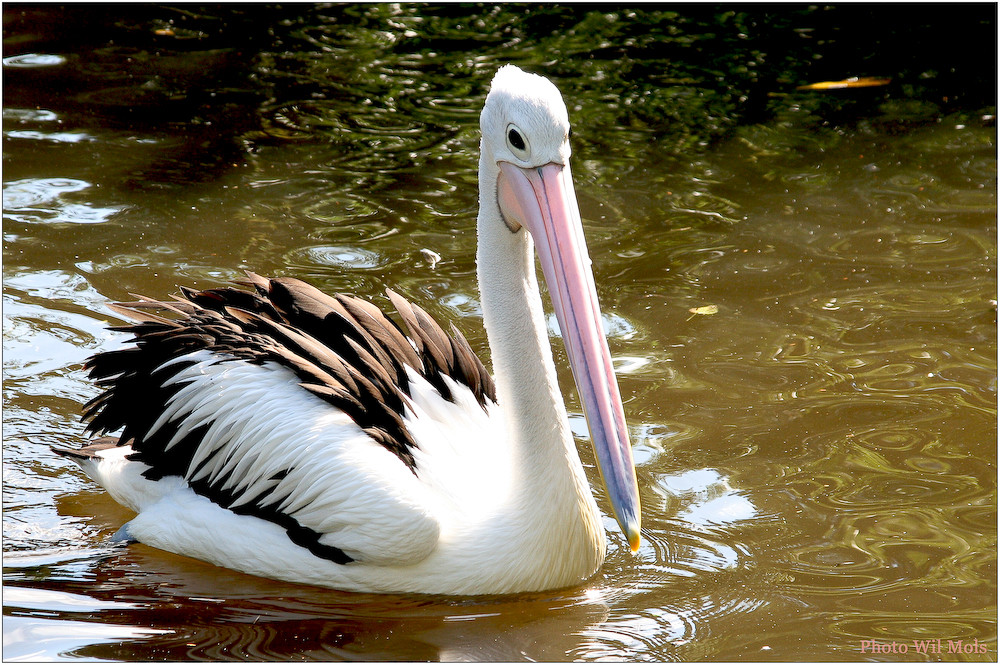 Walsrode Vogelpark 27