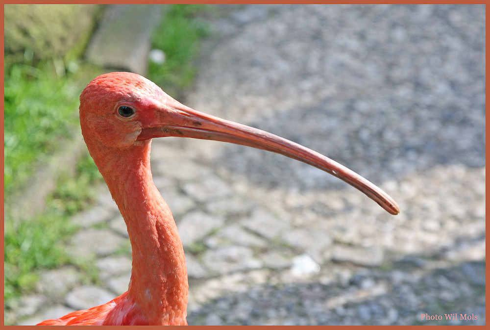 Walsrode Vogelpark 29