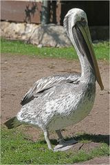 Walsrode Vogelpark 3