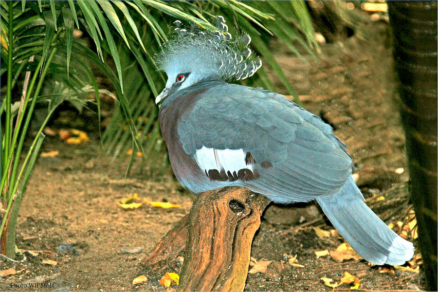 Walsrode Vogelpark 30