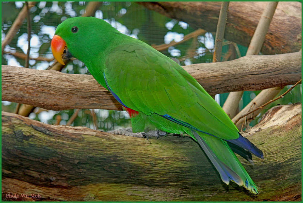 Walsrode Vogelpark 34