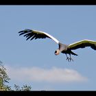 Walsrode Vogelpark 36