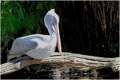 Walsrode Vogelpark 4