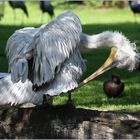 Walsrode Vogelpark 5