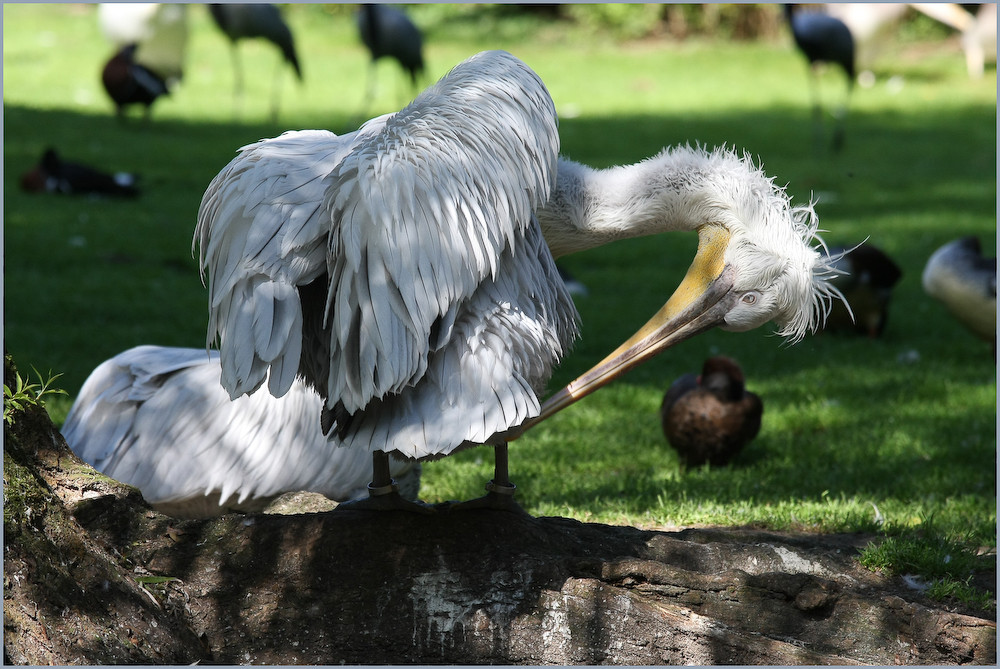 Walsrode Vogelpark 5