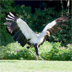 Walsrode Vogelpark 7