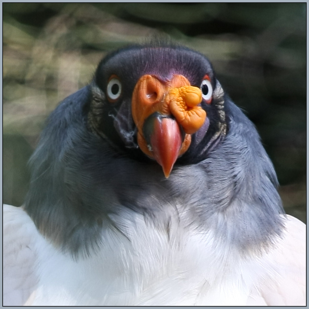 Walsrode Vogelpark