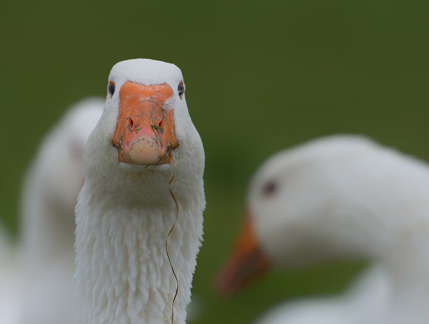 Walter hat nur zu recht, gans schön gefährliche Jahreszeit