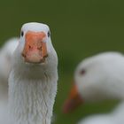 Walter hat nur zu recht, gans schön gefährliche Jahreszeit