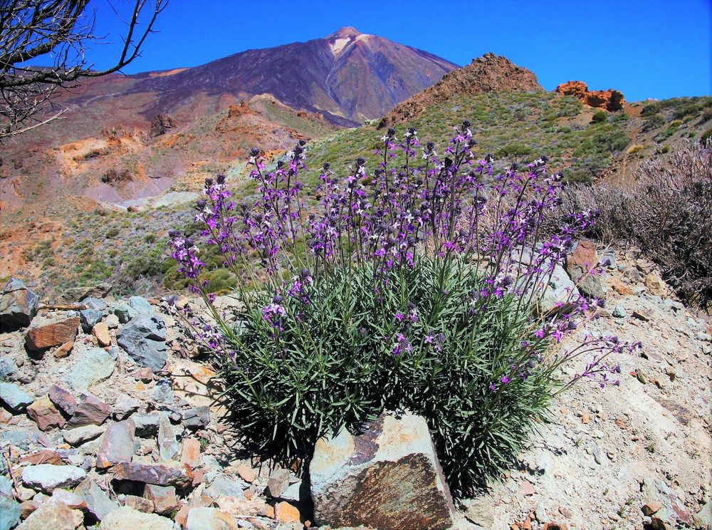 Walter - Tejde, Teneriffa