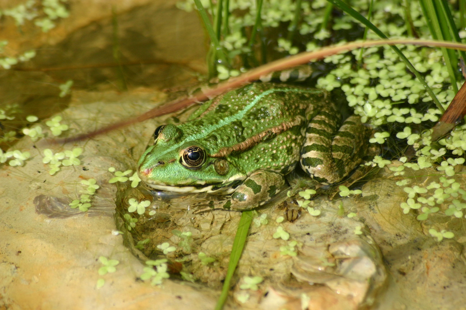 Walter unser Teichfrosch