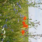 Walter Wiese mit Mohn