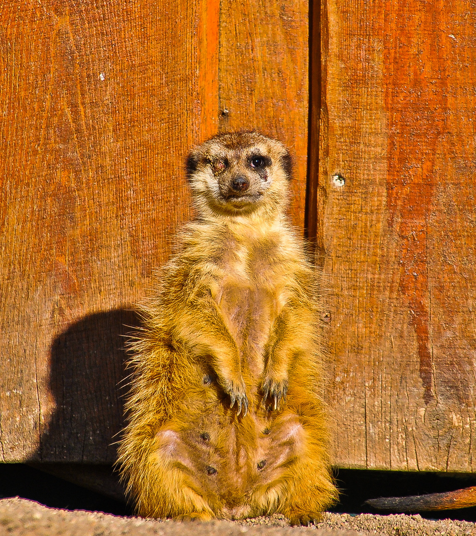 Waltraud (Schweriner Zoo)