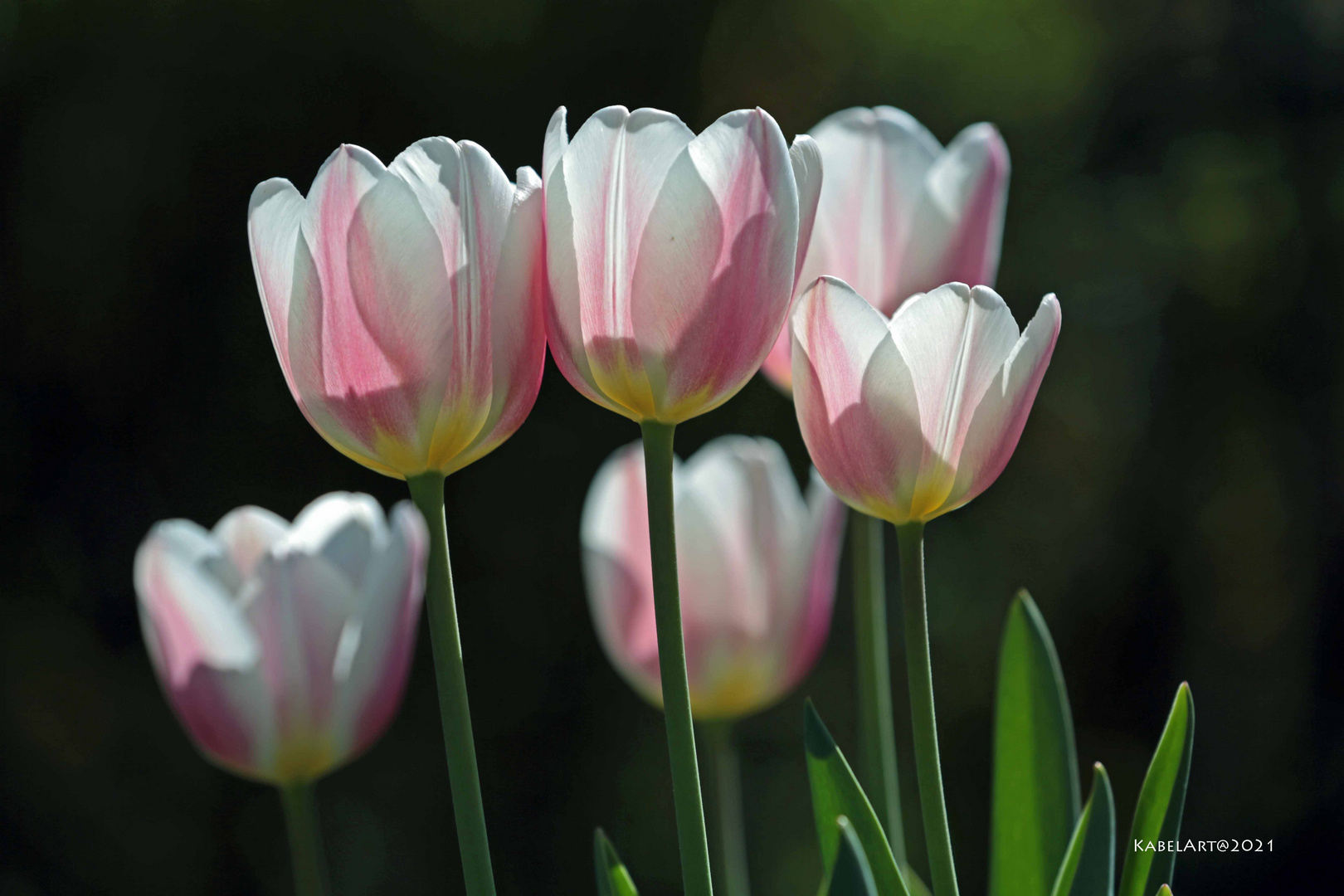 Waltz of the Flowers 