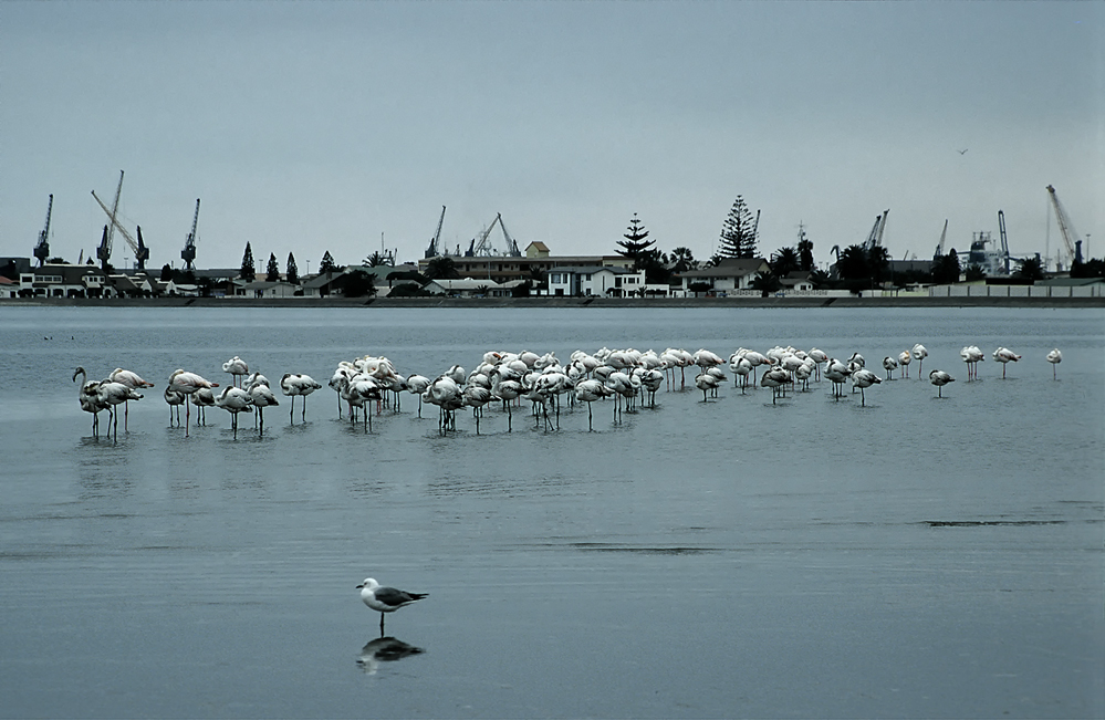 Walvis Bay