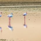 Walvis Bay (54)