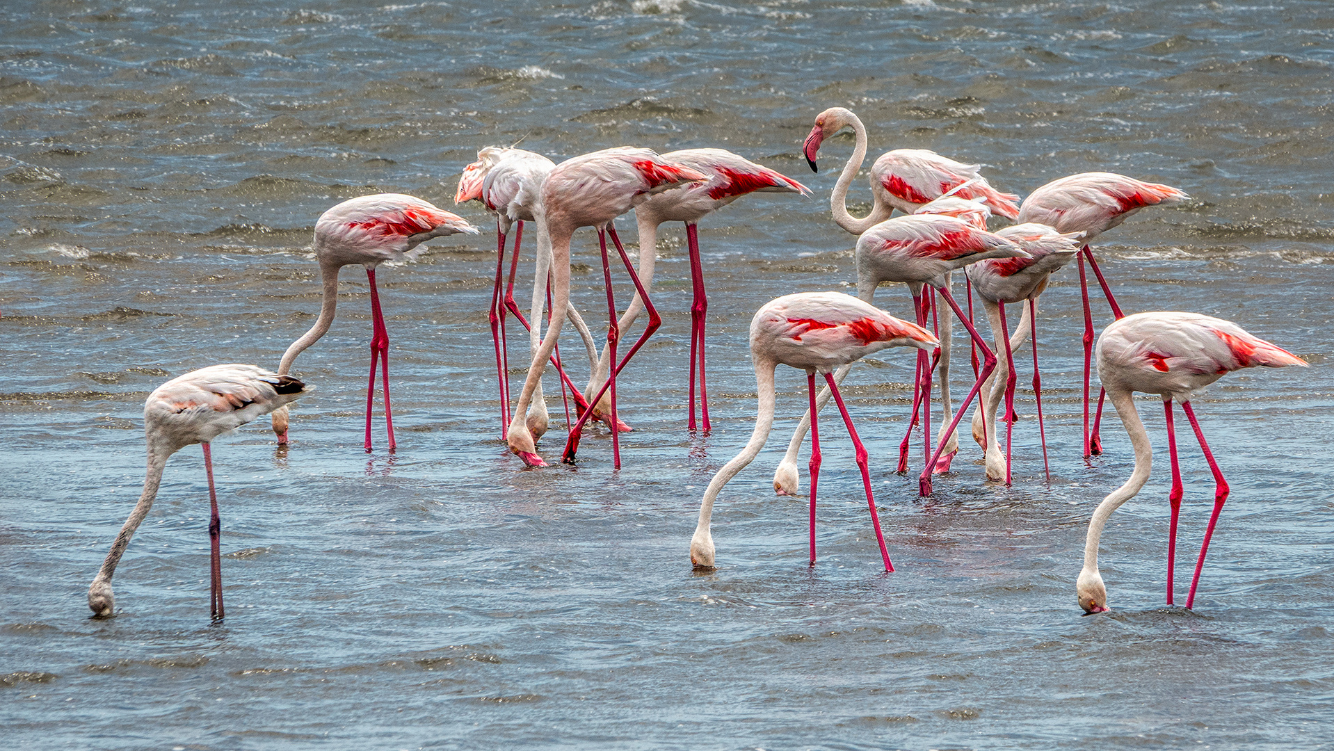 Walvis Bay (6)