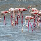 Walvis Bay (6)