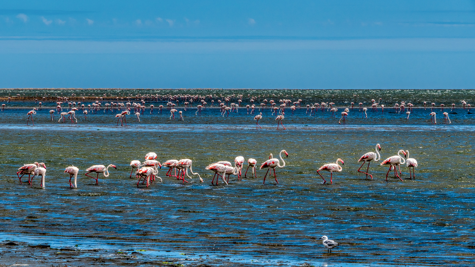 Walvis Bay (7)