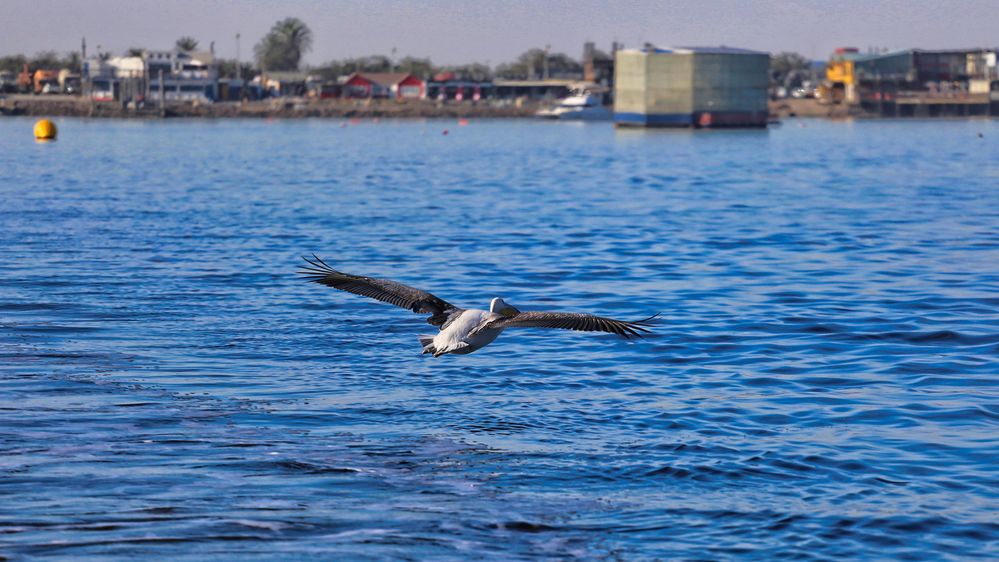 Walvis bay 