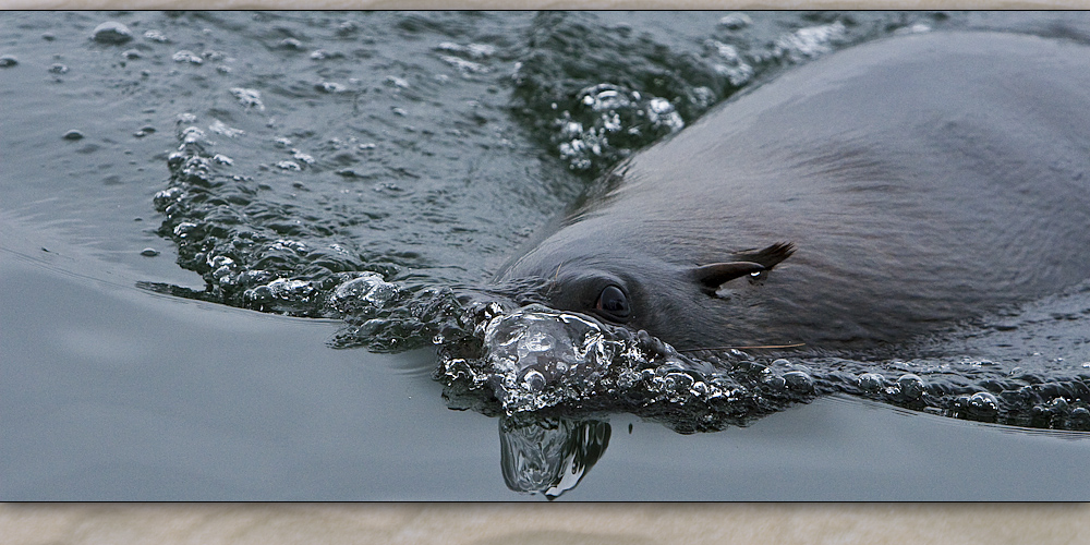 walvis bay 9