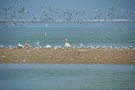 Walvis Bay Lagune by  cathy Blatt