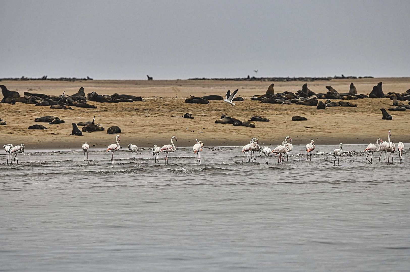 Walvis Bay Robbenbank